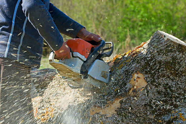 The Steps Involved in Our Tree Care Process in Chanhassen, MN